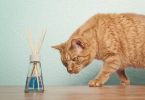 猫の尿の匂いを消すには？原因から安全な対策・おすすめ消臭アイテムまで徹底ガイド