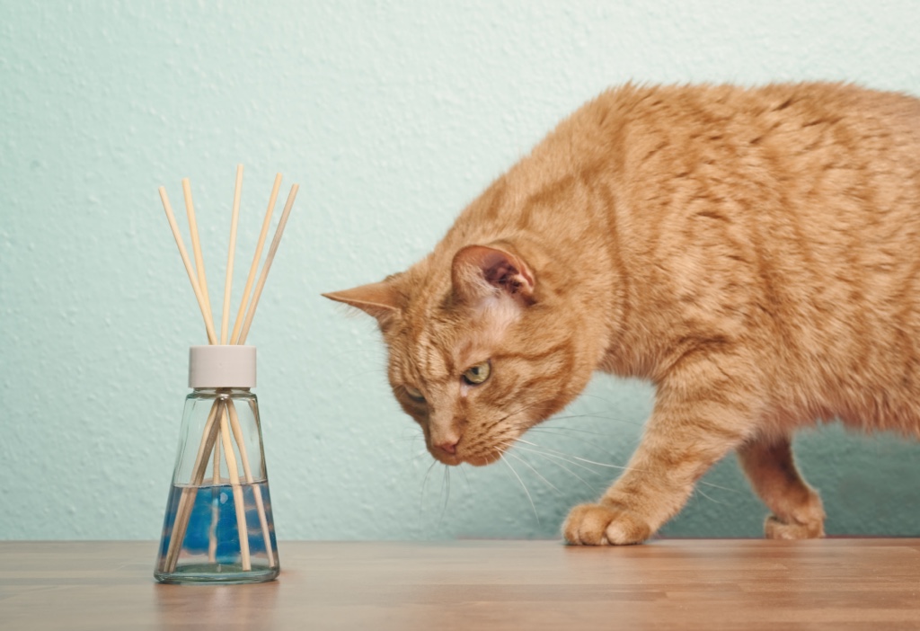猫の尿の匂いを消すには?原因から安全な対策・おすすめ消臭アイテムまで徹底ガイド