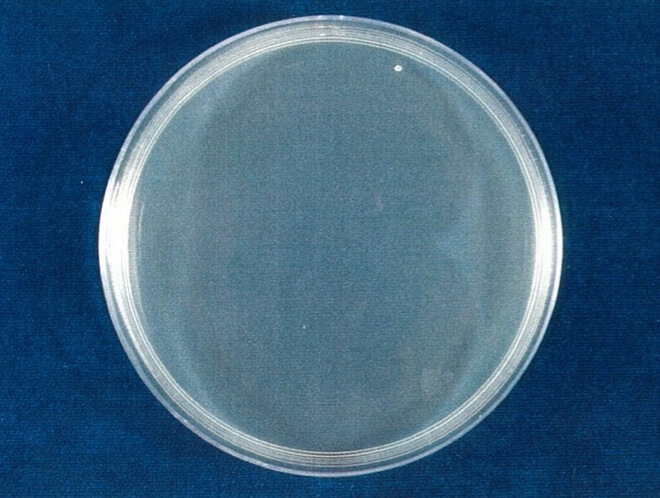 大腸菌（O157:H7） 検体 4時間後（写真-2）