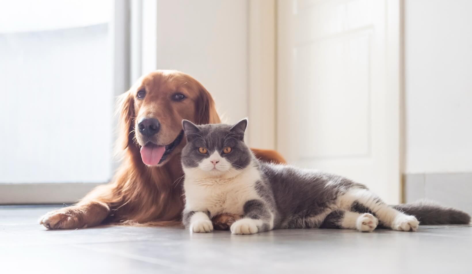 ペットのニオイに悩んでいる方へ