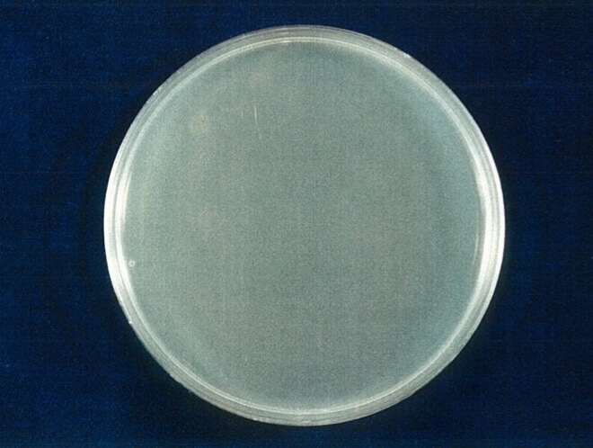アオカビ 検体 4時間後（写真-2）