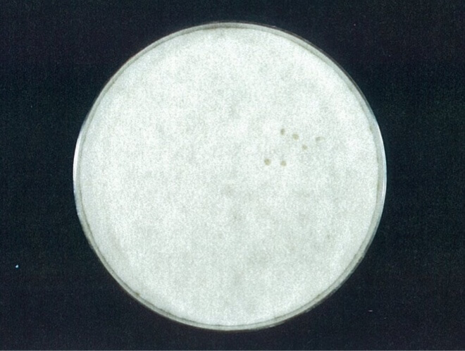 アオカビ 開始時（共通写真）