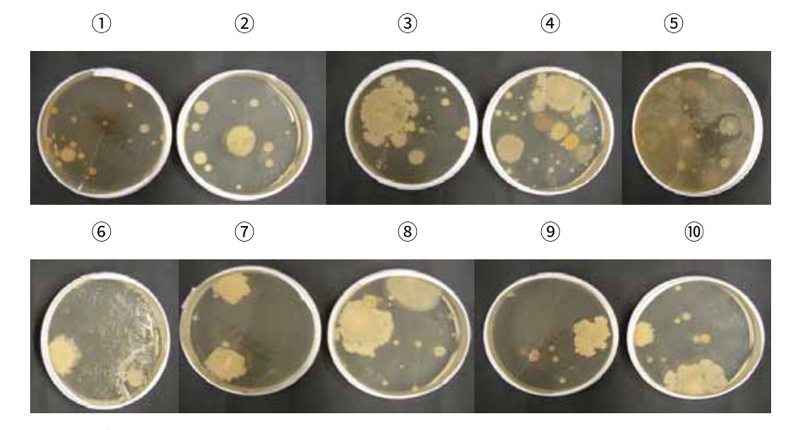 歯科クリニック 対照試験区