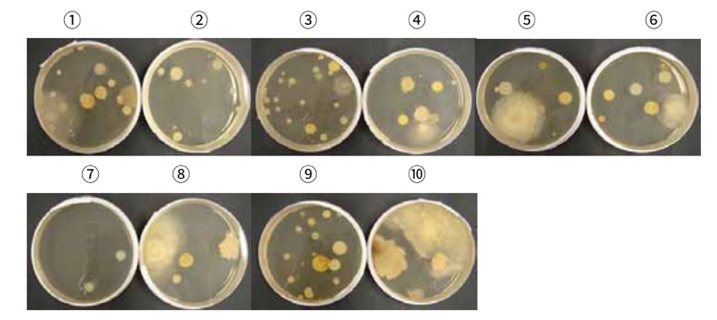 ○○○○温泉病院 対照試験区