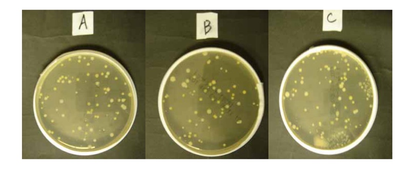 社内 対照試験区