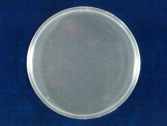 黄色ブドウ球菌 検体 4時間後（写真-2）