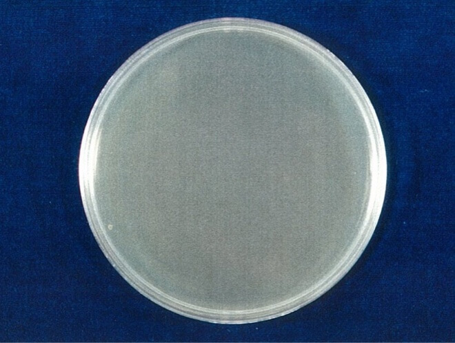 黄色ブドウ球菌 検体 24時間後（写真-4）