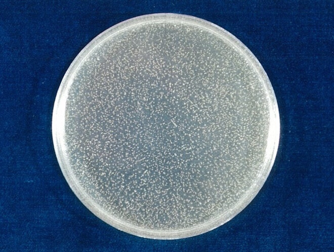 黄色ブドウ球菌 対照 4時間後（写真-3）