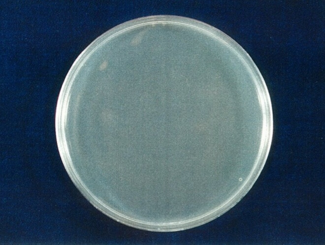 クロカワカビ 検体 4時間後（写真-2）