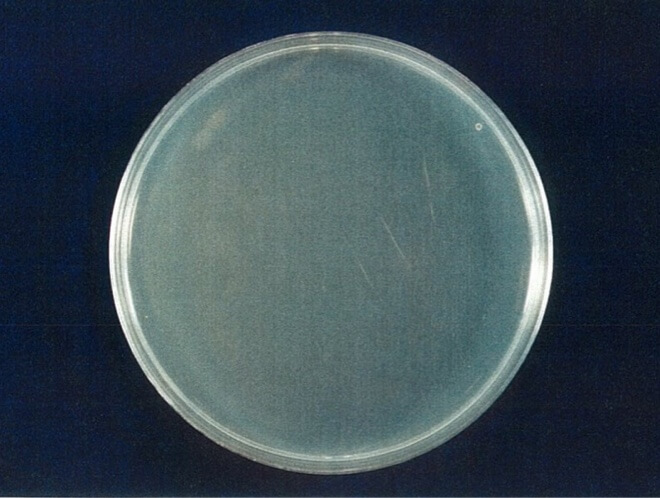 クロカワカビ 検体 24時間後（写真-4）