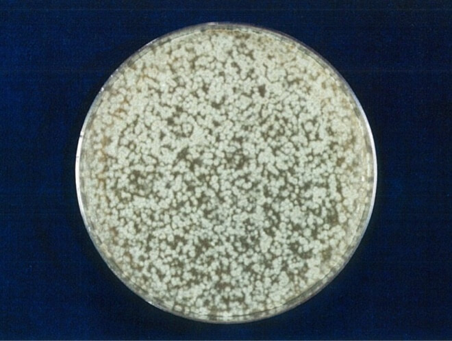 クロカワカビ 開始時（共通写真）