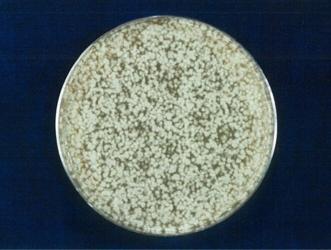 クロカワカビ 対照 4時間後（写真-3）