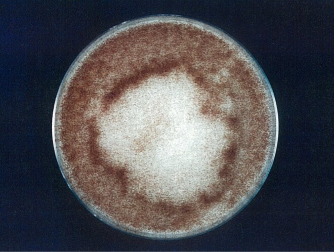 クロコウジカビ 開始時（共通写真）