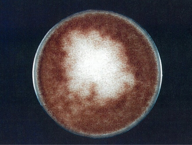 クロコウジカビ 対照 4時間後（写真-3）