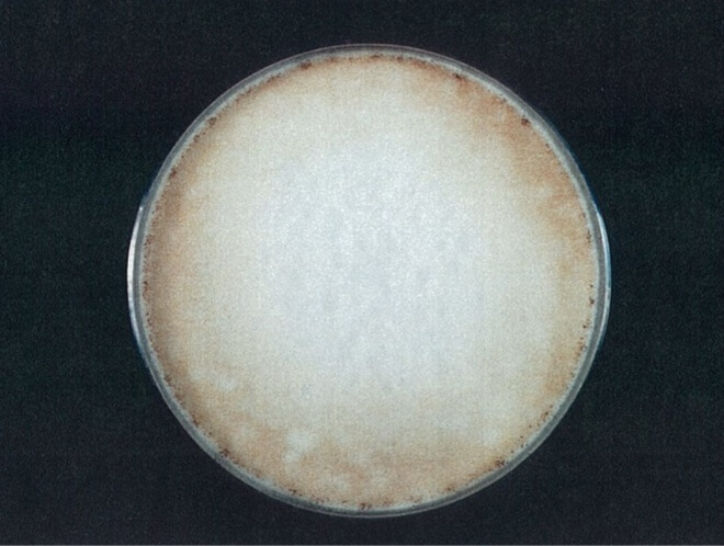 クロコウジカビ 対照 24時間後（写真-5）