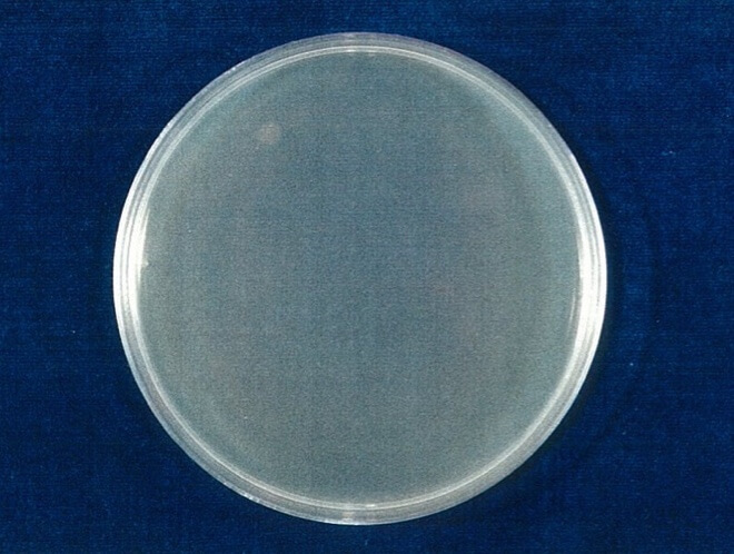 MRSA 検体 4時間後（写真-2）