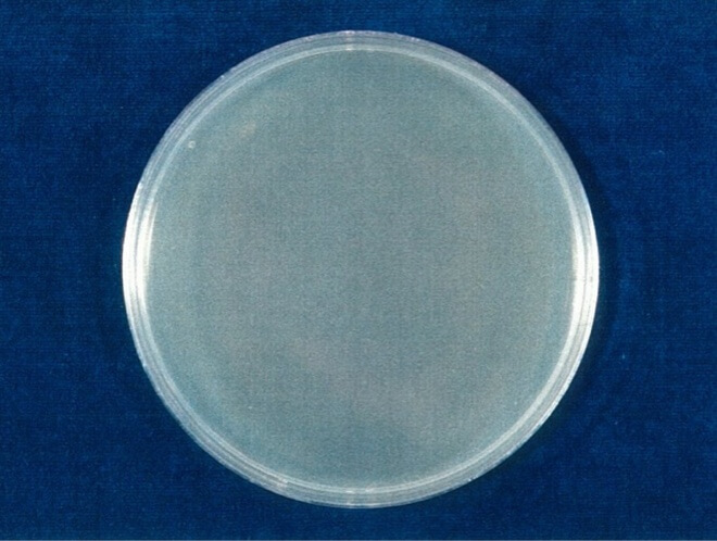 MRSA 検体 24時間後（写真-4）