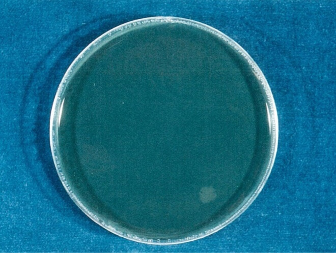 レジオネラ 検体 24時間後（写真-4）