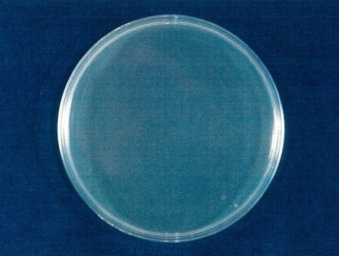緑膿菌 検体 4時間後（写真-2）