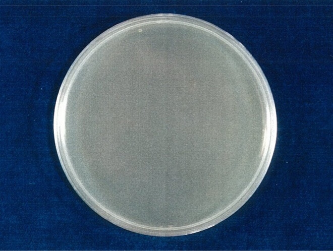 緑膿菌 検体 24時間後（写真-4）