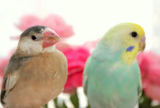 アーリン動物病院様のサムネイル