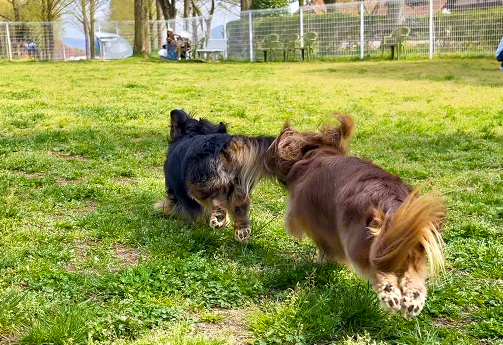 ドッグランを走る犬たち