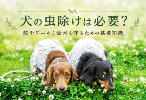 犬の虫除けは必要？蚊やダニから愛犬を守るための基礎知識